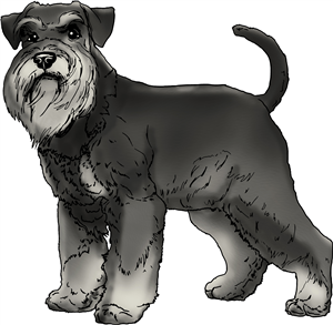 Schnauzer