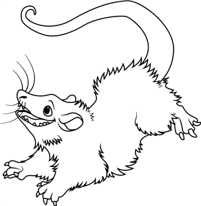 Possum