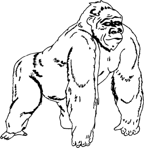 Gorilla