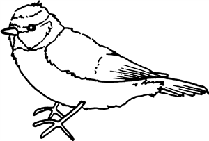 Blue Tit