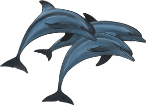 Jumping Dolphins