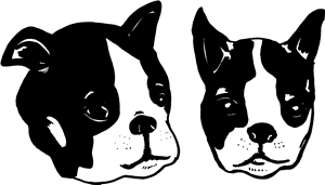 Boston Terrier Heads