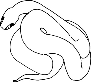 Corn Snake