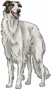 Borzoi