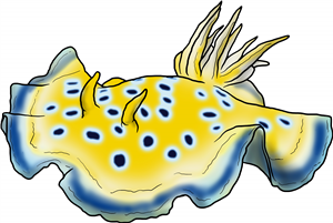 Sea Slug