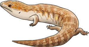 Blue-tongued Skink