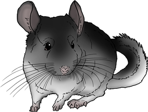 Chinchilla