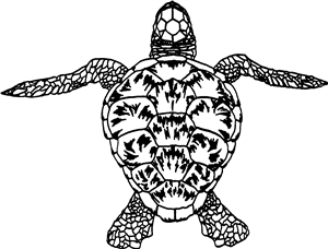 Sea Turtle