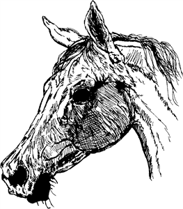 Arabian Horse