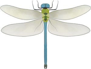 Dragonfly