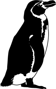 Humbolt Penguin