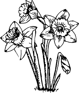 Daffodils
