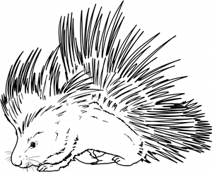 Porcupine