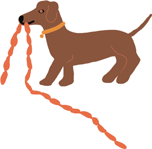 Very naughty Dachshund