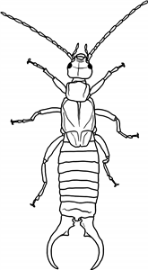 Earwig