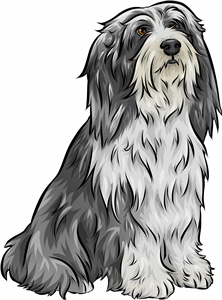Bearded Collie