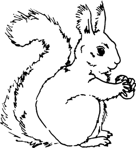 Squirrel With Nut