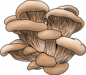 Oyster Mushrooms
