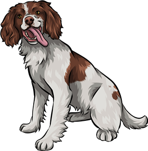 Springer Spaniel