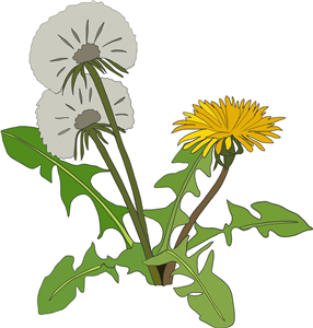 Dandelion Plant