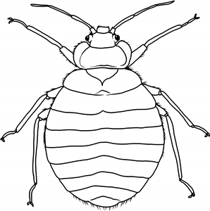 Bed Bug
