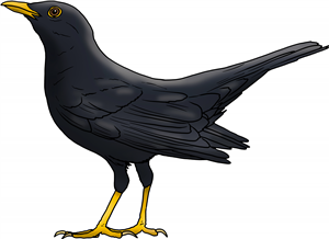 Blackbird