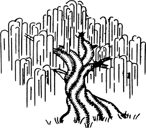 Willow Tree