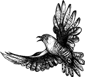 Cuckoo Bird