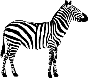 Zebra