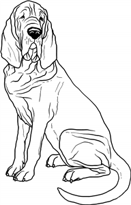 Bloodhound