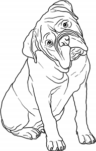 Bullmastiff Puppy