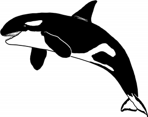 Orca