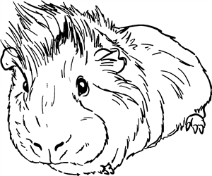 Pet Guinea Pig
