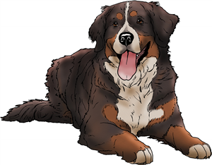 Bernese Mountain Dog