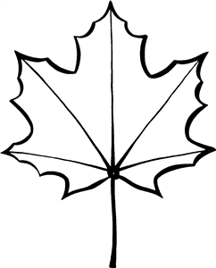 Maple Leaf