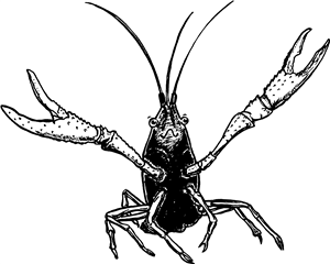 Happy Crayfish