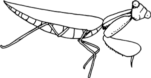 Praying Mantis