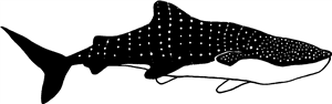Whale Shark