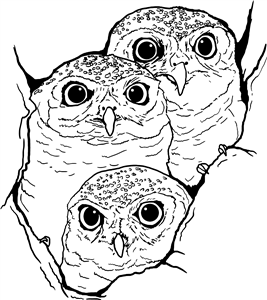 Baby Owls