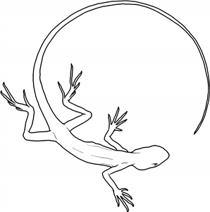 Lizard Circle
