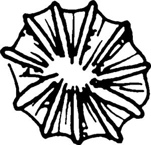 Limpet Shell