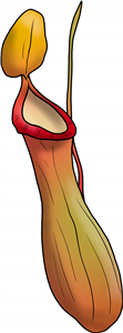 Pitcher Plant