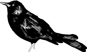 Blackbird