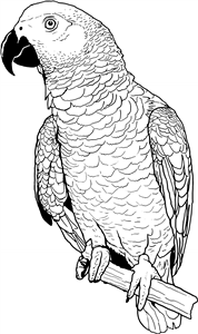 African Grey Parrot
