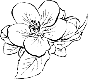 Apple Blossom