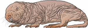 Naked Mole Rat