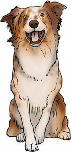 Australian Shepherd