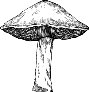 Toadstool