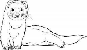 Ferret