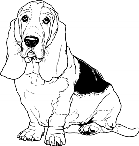 Basset Hound